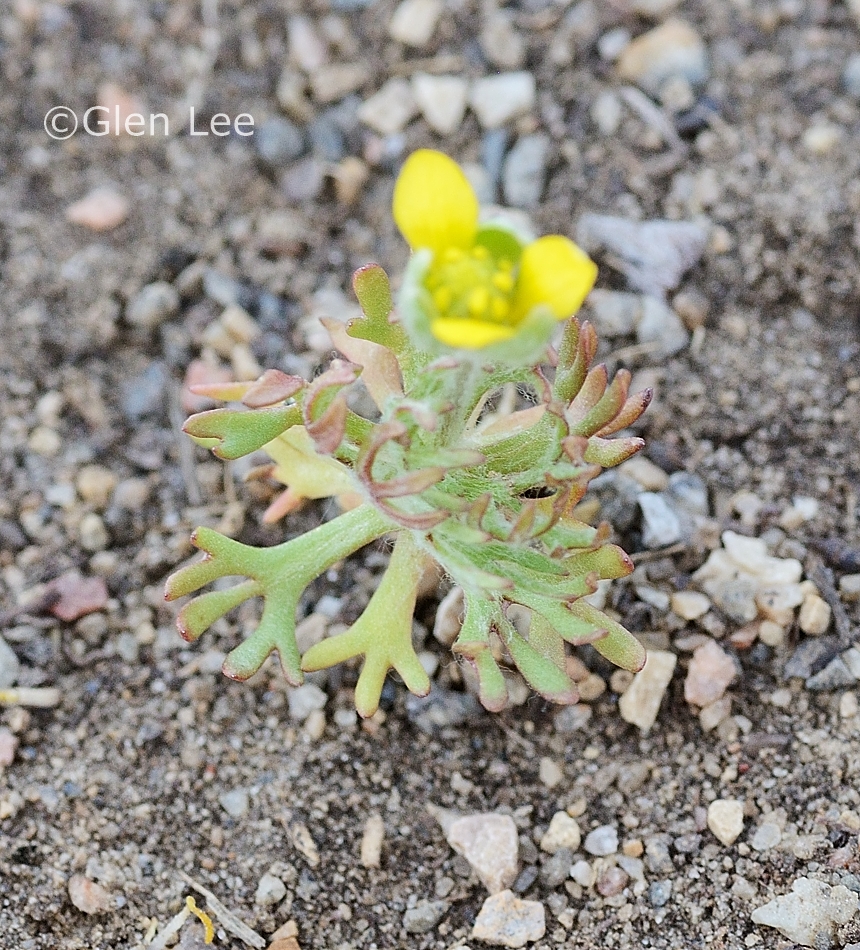 Ranunculus testiculatus photos Saskatchewan Wildflowers